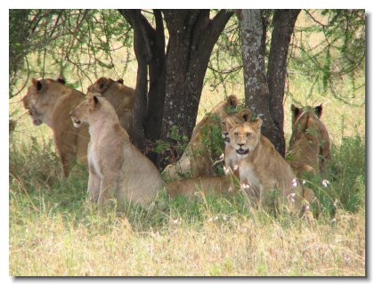 TA 08 - Lions at Rest